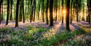 Bluebell woods in early morning sunrise